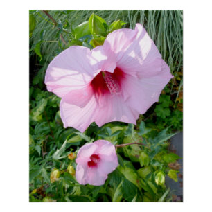 Pôster Flor de Hibiscus Giant Comestível