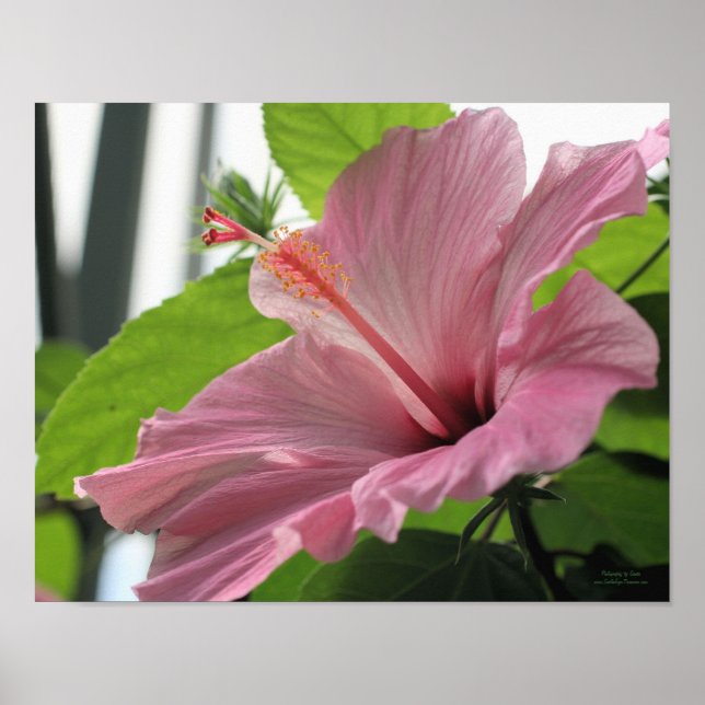 Poster Flor de Hibiscus Rosa Fechar (Frente)