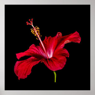 Pôster Flor de Hibiscus Vermelho Tropical e Preto