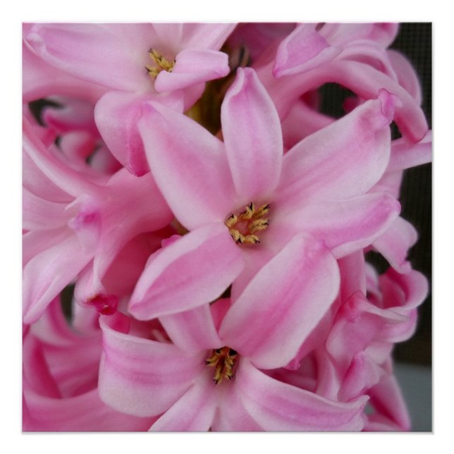 Pôster flor de hyacinte rosa (Frente)