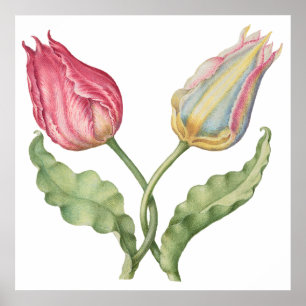 Poster Flor de ilustração botânica da safra Tulip
