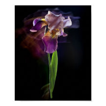 Flor de Íris Abstrata – Arte Floral Elegante