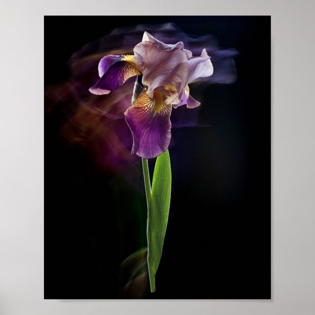 Poster Flor de Íris Abstrata – Arte Floral Elegante (Frente)