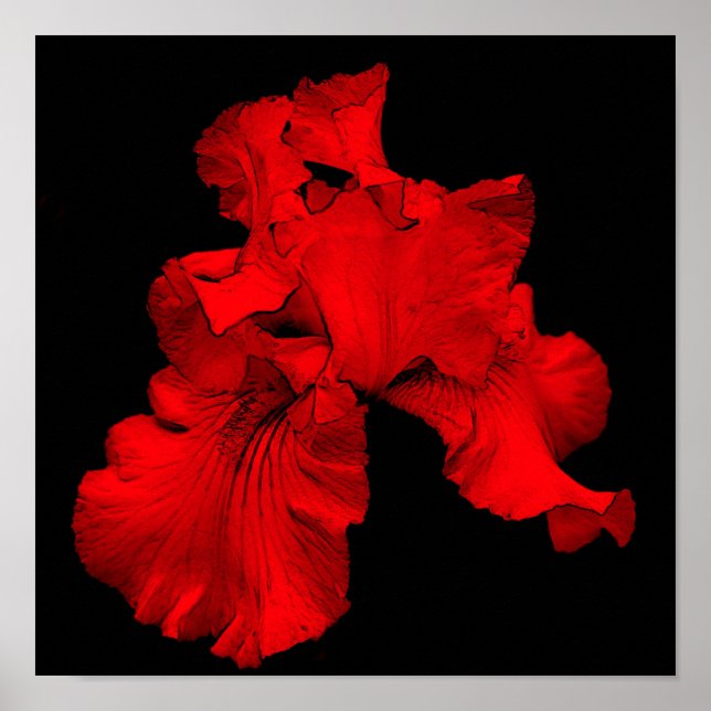 Poster Flor de Íris Barbada Vermelha Quente (Frente)