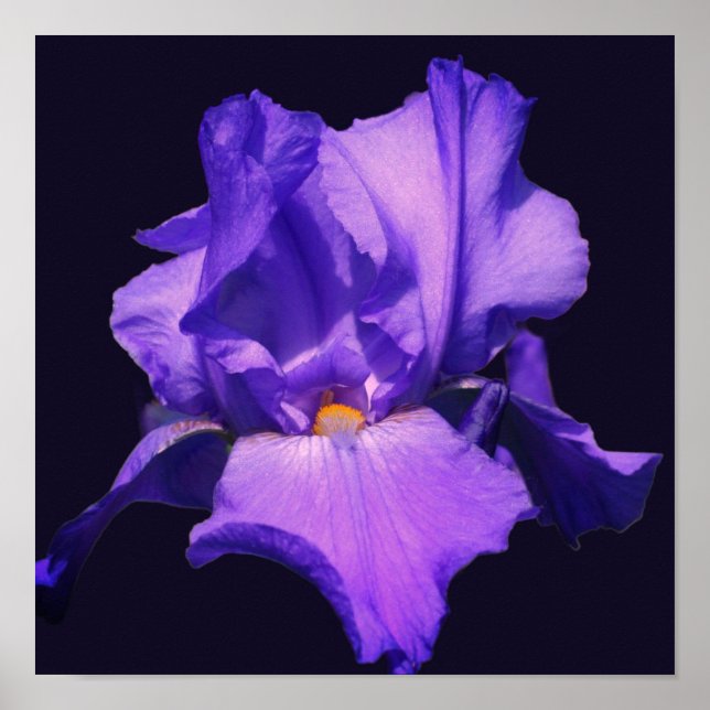 Poster Flor de Íris de Barba Roxa (Frente)