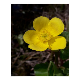 Pôster Flor de jardim amarelo