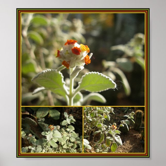 Pôster flor de laranja (Frente)