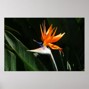 Poster Flor de Laranja Ave do Paraíso Tropical