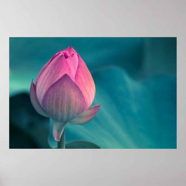 Poster Flor de Lily de Água Lotus (Frente)
