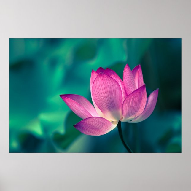 Poster Flor de Lily de Água Lotus (Frente)