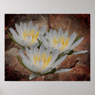 Poster Flor De Lily De Água Lotus Na Pedra