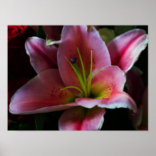 POSTER FLOR DE LÍRIO ROSA