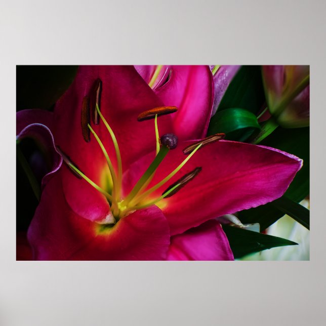 POSTER FLOR DE LÍRIO VERMELHA (Frente)