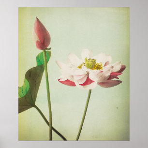 Poster Flor de Lotus