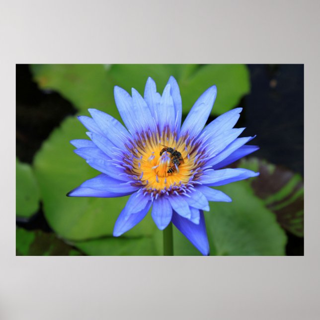 Poster Flor de lótus (Frente)