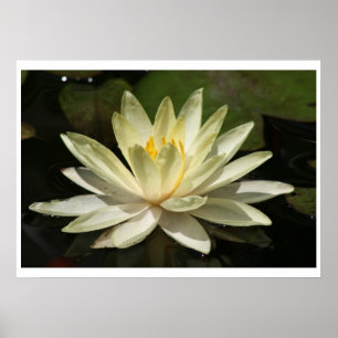 Pôster Flor de Lotus