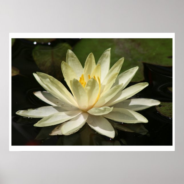 Pôster Flor de Lotus (Frente)