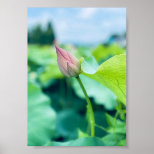 Poster Flor de Lotus