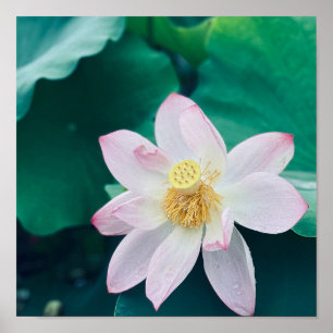 Poster Flor de Lotus