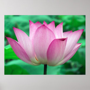 Poster Flor de Lotus