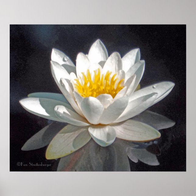 PÔSTER FLOR DE LÓTUS BRANCA E REFLEXO (Frente)