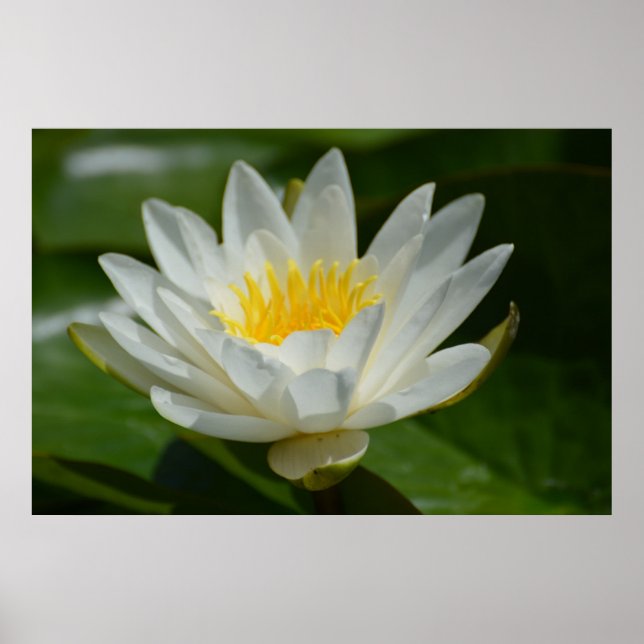 Poster Flor de Lotus Branco (Frente)