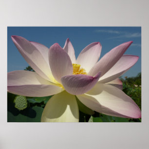 Poster Flor de Lotus e Céu Azul I