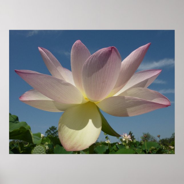 Poster Flor de Lotus e Céu Azul II (Frente)
