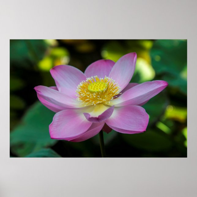 Poster Flor de lótus em flor, Indonésia (Frente)