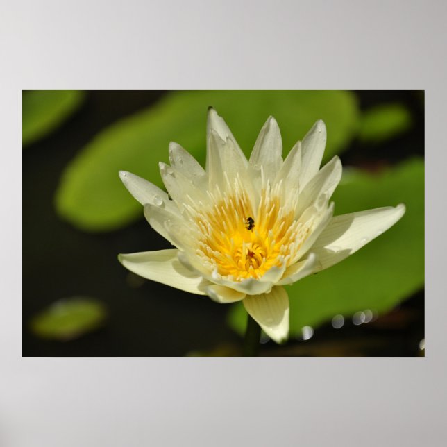 Poster Flor de lótus (lírio de água) (Frente)