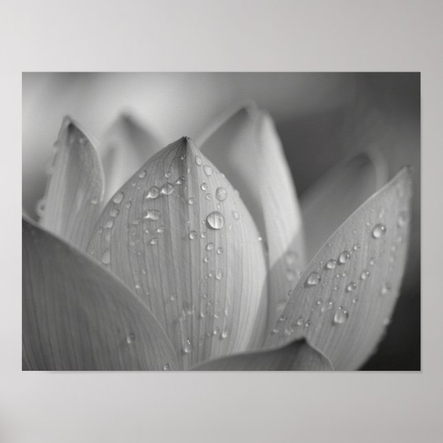 Poster Flor de Lótus Monocromática Serena Macro (Frente)