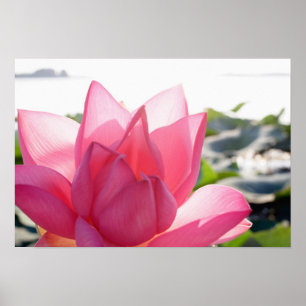 Pôster flor de lótus [Nelumbo speciosum] em plena