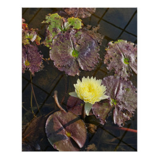 Pôster flor de lótus no outono