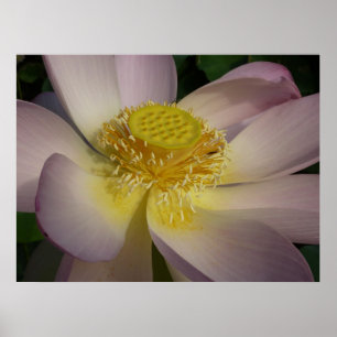 Poster Flor de Lotus Rosa I Verão Floral