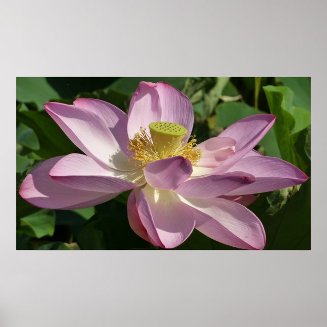 Pôster Flor de Lotus Rosa II Verão Floral (Frente)