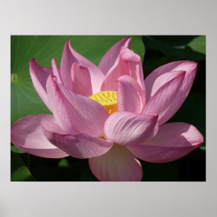 Pôster Flor de Lotus Rosa IV