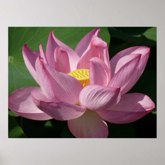 Pôster Flor de Lotus Rosa IV (Frente)