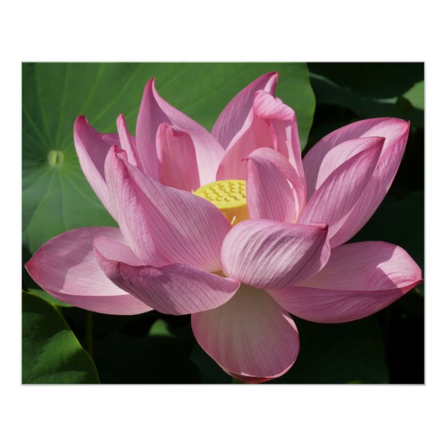 Pôster Flor de Lotus Rosa IV (Frente)