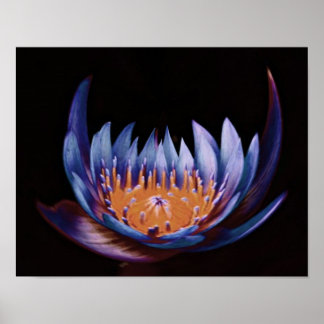 Poster Flor De Lotus Roxo