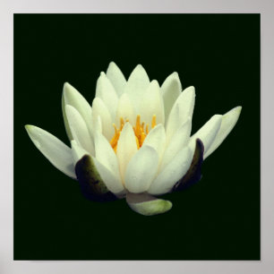 Poster Flor de Lótus Única
