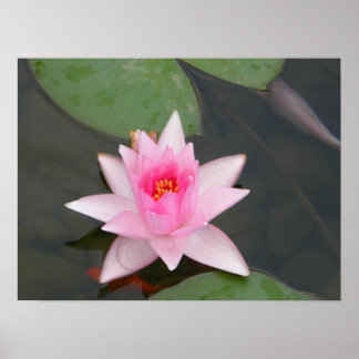 Poster Flor de lótus/Waterlily