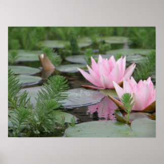 Pôster Flor de lótus/Waterlily