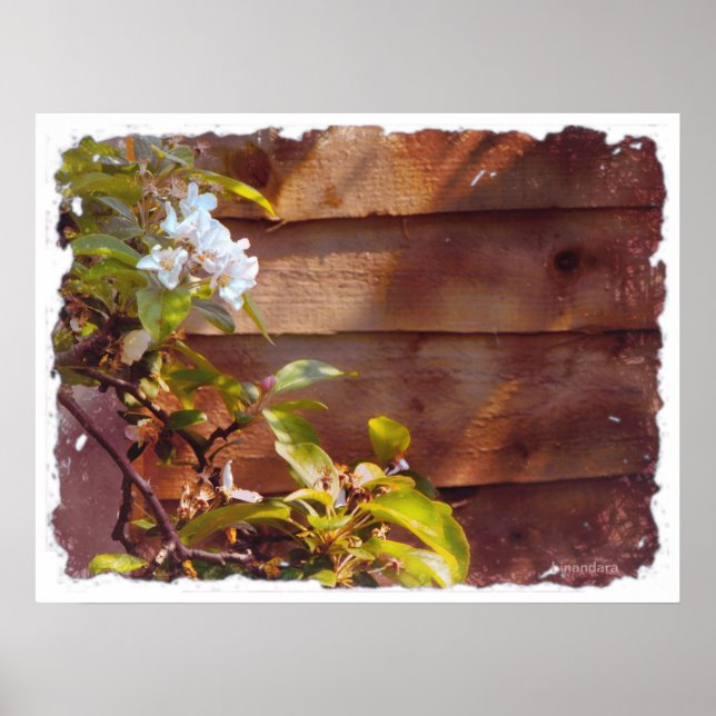 Poster Flor de Maçã (Frente)