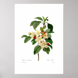 Poster Flor de maçã