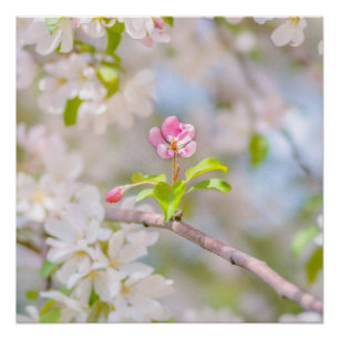 Pôster Flor de maçã - Bela