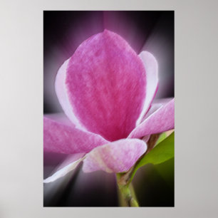 Poster flor de magnólia rosa
