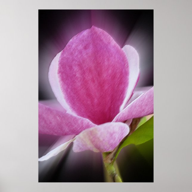 Poster flor de magnólia rosa (Frente)