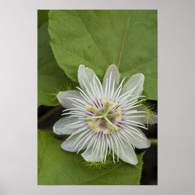 Pôster Flor de Maracujá de Galápagos Passiflora foetida (Frente)