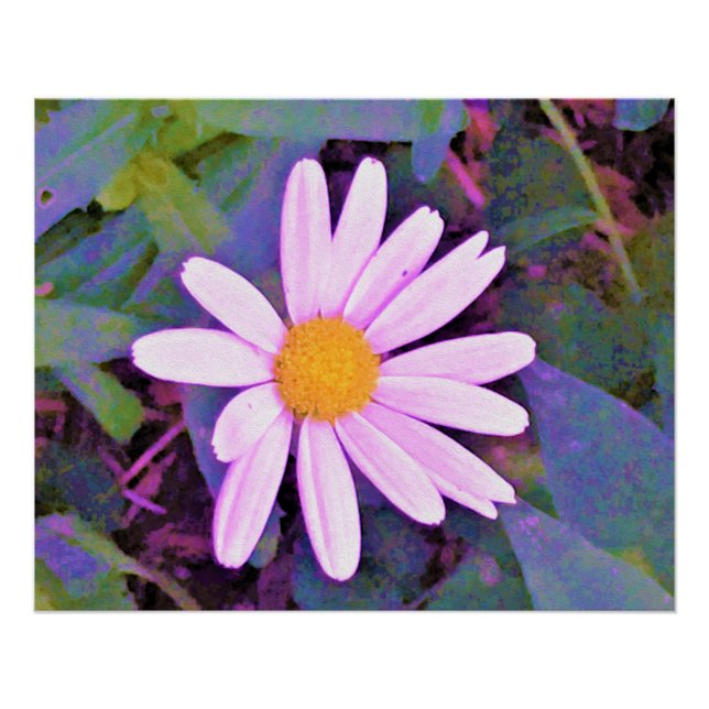 Pôster Flor de Margarida Rosa (Frente)
