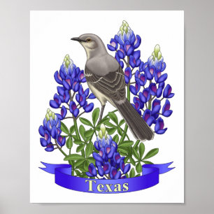 Pôster Flor de Mockingbird e Bluebonnet, estado do Texas